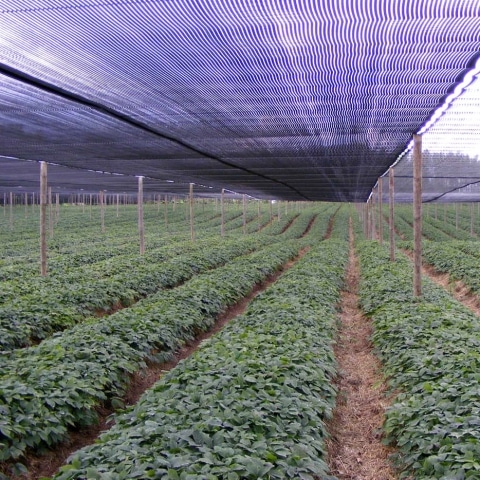 schermgaas schaduwgaas schaduwdoek